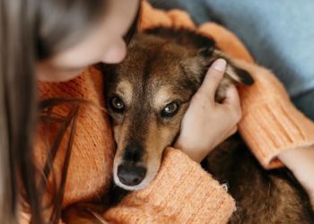 Hoy es el Día Mundial del Perro Adoptado: su impacto en Argentina