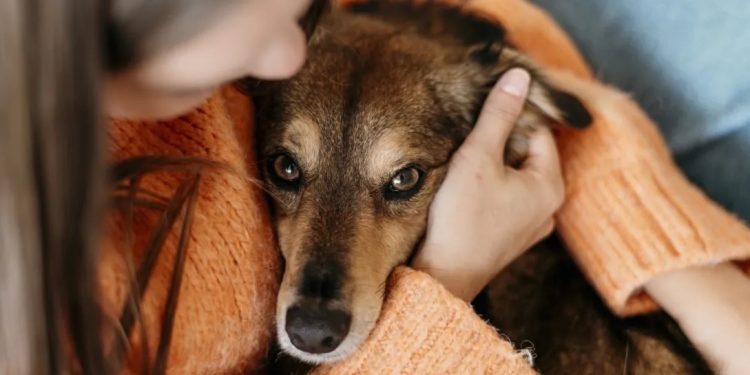 Hoy es el Día Mundial del Perro Adoptado: su impacto en Argentina