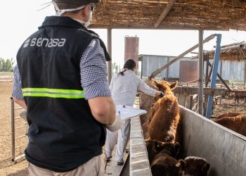 Aftosa: Senasa modifica el plan de vacunación y se dejará de inocular a vaquillonas, novillos, novillitos y toritos