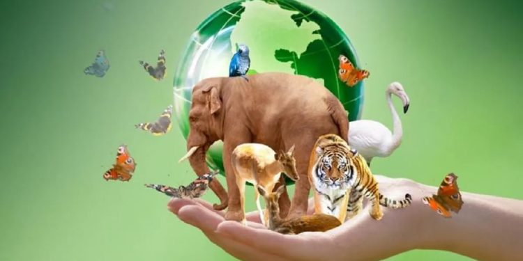 Día Mundial de los Animales: ¿por qué se celebra el 4 de octubre?