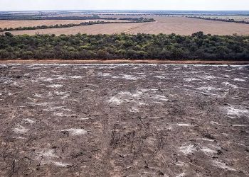 “La deforestación es un ecocidio”: Greenpeace denunció casi 11.000 hectáreas desmontadas en Salta