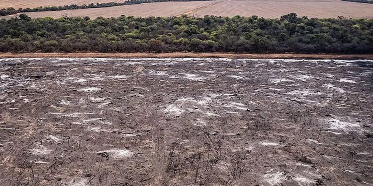 “La deforestación es un ecocidio”: Greenpeace denunció casi 11.000 hectáreas desmontadas en Salta