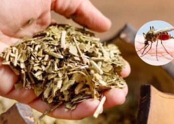 Yerba mate: el descubrimiento argentino que podría ayudar a combatir el dengue