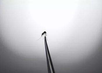 Islandia encontró mosquitos por primera vez en su territorio a causa del calentamiento global