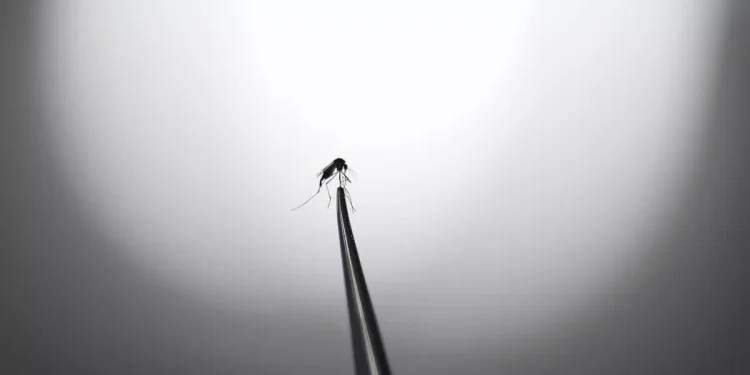 Islandia encontró mosquitos por primera vez en su territorio a causa del calentamiento global