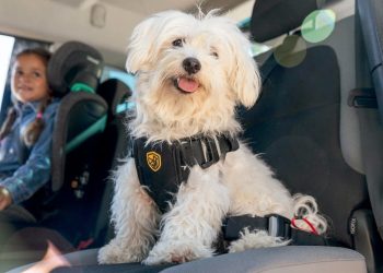 ¿Cuánto vale tu perro? 