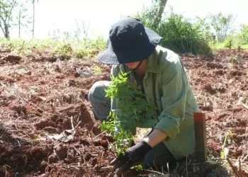 Plantan 100.000 árboles nativos en Misiones para restaurar un ecosistema amenazado