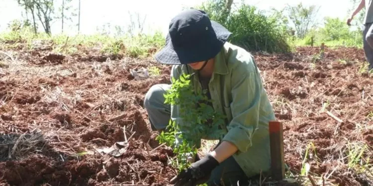 Plantan 100.000 árboles nativos en Misiones para restaurar un ecosistema amenazado