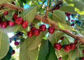 Época de Cerezas en Argentina: La «Fruta de la Navidad» que conquista al mundo desde la Patagonia