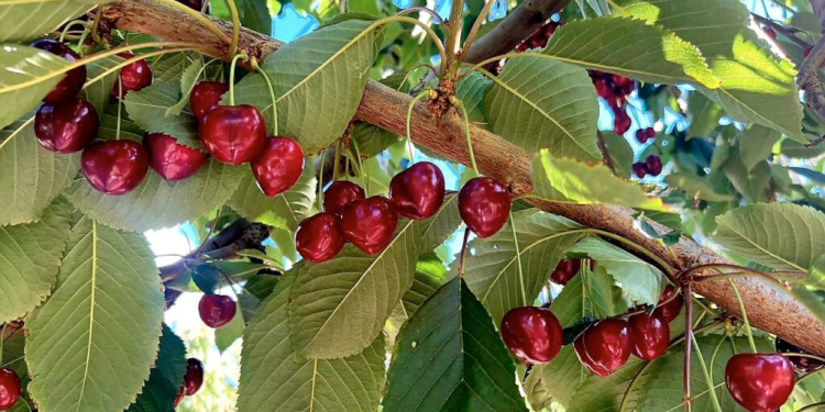Época de Cerezas en Argentina: La «Fruta de la Navidad» que conquista al mundo desde la Patagonia