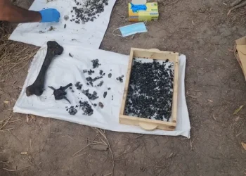 Cecilia Strzyzowski tendrá certificado de defunción y le darán a su madre las cenizas halladas