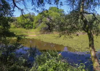 El Impenetrable, un pulmón de Sudamérica amenazado por la ganadería y la deforestación