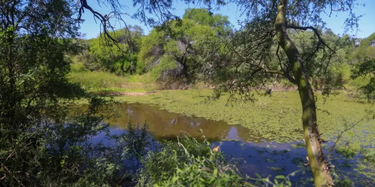 El Impenetrable, un pulmón de Sudamérica amenazado por la ganadería y la deforestación