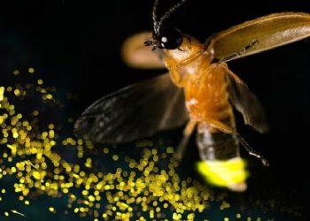 De iluminar las noches de verano a estar cerca de desaparecer: qué pasa con las luciérnagas