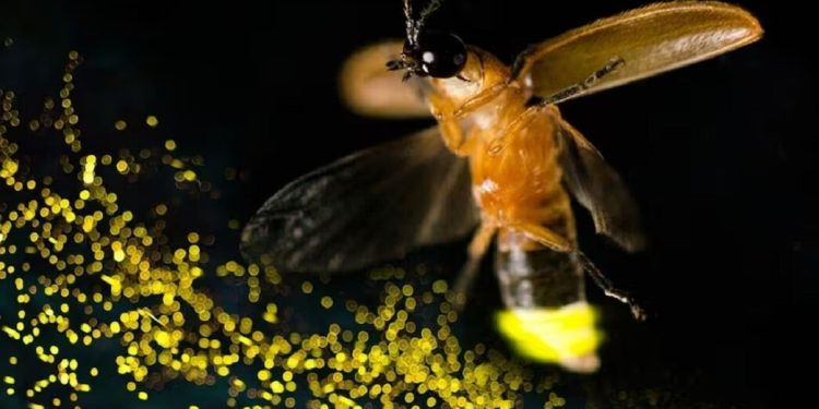 De iluminar las noches de verano a estar cerca de desaparecer: qué pasa con las luciérnagas