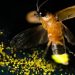 De iluminar las noches de verano a estar cerca de desaparecer: qué pasa con las luciérnagas