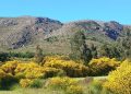 La Belleza Engañosa de la Retama: Una Amenaza para las Sierras Australes Bonaerenses