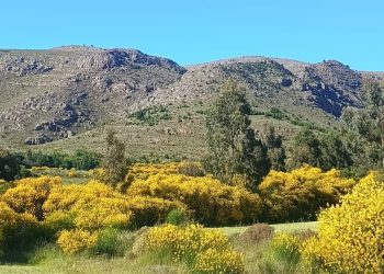 La Belleza Engañosa de la Retama: Una Amenaza para las Sierras Australes Bonaerenses