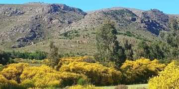 La Belleza Engañosa de la Retama: Una Amenaza para las Sierras Australes Bonaerenses