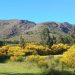 La Belleza Engañosa de la Retama: Una Amenaza para las Sierras Australes Bonaerenses