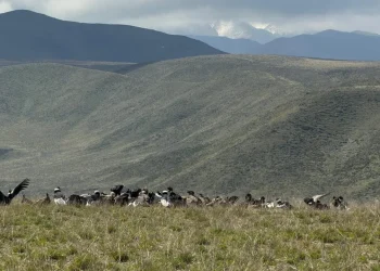 Mendoza batió el récord de avistamiento de cóndor andino: más de 90 ejemplares