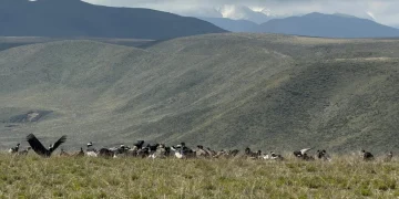 Mendoza batió el récord de avistamiento de cóndor andino: más de 90 ejemplares