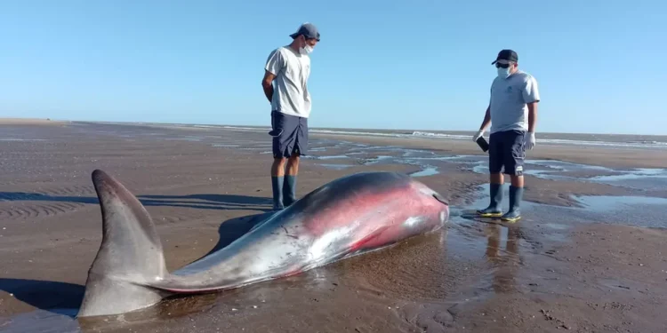 Sorpresa en La Costa: hallan a un zifio, uno de los cetáceos menos conocidos del mundo