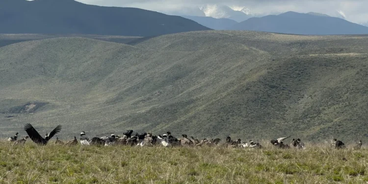 Mendoza batió el récord de avistamiento de cóndor andino: más de 90 ejemplares