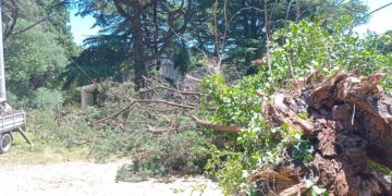 Caída de un árbol causó cortes de luz y cable en un sector de Villa Ventana
