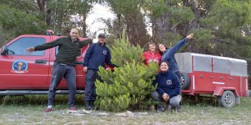 Pinos Navideños Sustentables: La iniciativa de Plan Verde Tornquist corta especies invasoras para proteger las sierras