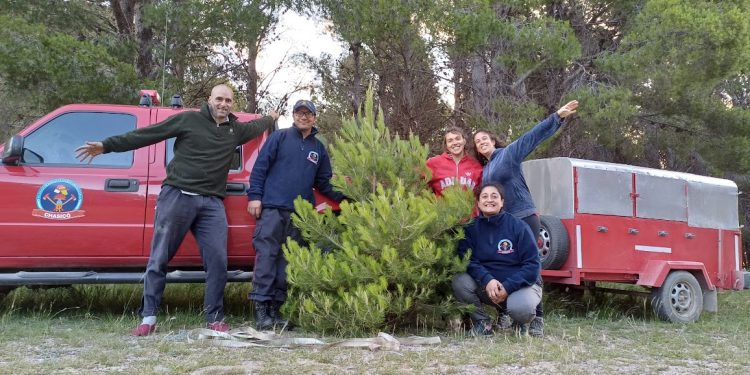 Pinos Navideños Sustentables: La iniciativa de Plan Verde Tornquist corta especies invasoras para proteger las sierras