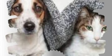 ¡Castraciones mensuales y gratuitas en Saldungaray refuerzan el compromiso municipal!