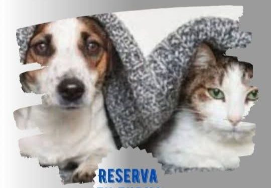 ¡Castraciones mensuales y gratuitas en Saldungaray refuerzan el compromiso municipal!