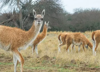 El guanaco regresa al Gran Chaco argentino tras 110 años de ausencia