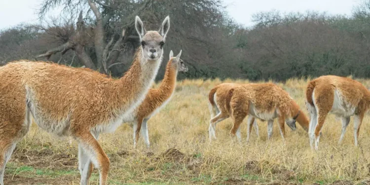 El guanaco regresa al Gran Chaco argentino tras 110 años de ausencia