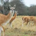 El guanaco regresa al Gran Chaco argentino tras 110 años de ausencia