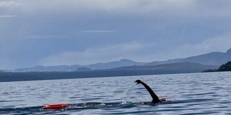 Brazadas de memoria: el médico platense que unió las Islas Malvinas a nado