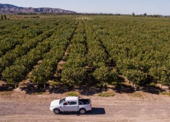 El auge del pistacho en Argentina choca con la crisis del agua