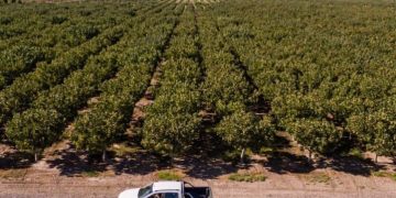 El auge del pistacho en Argentina choca con la crisis del agua