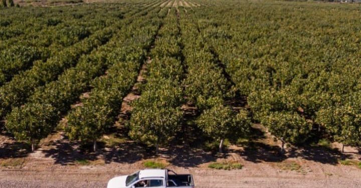 El auge del pistacho en Argentina choca con la crisis del agua