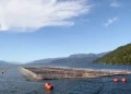Por qué la cría de salmones en jaulas divide a la clase política y sectores sociales en Tierra del Fuego