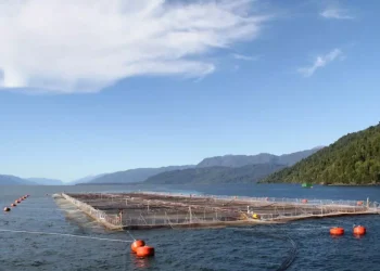 Por qué la cría de salmones en jaulas divide a la clase política y sectores sociales en Tierra del Fuego