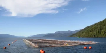 Por qué la cría de salmones en jaulas divide a la clase política y sectores sociales en Tierra del Fuego