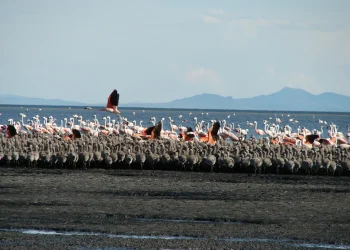 Una laguna de Mendoza se incorpora a la Red Hemisférica de Reservas de Aves Playeras
