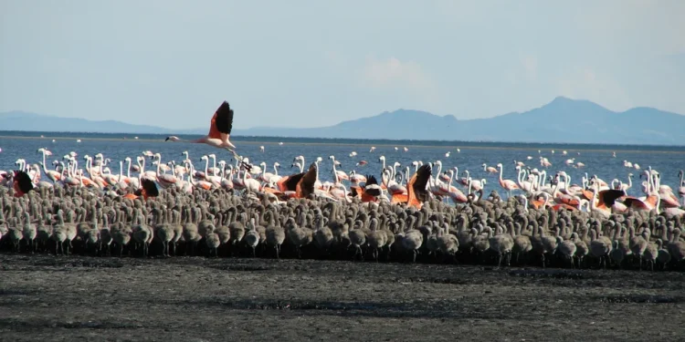 Una laguna de Mendoza se incorpora a la Red Hemisférica de Reservas de Aves Playeras