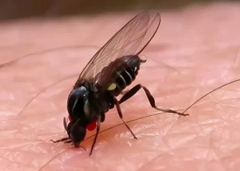 Barigüí, el nuevo insecto que invade Buenos Aires: cómo prevenir sus ataques