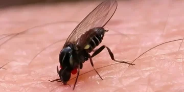 Barigüí, el nuevo insecto que invade Buenos Aires: cómo prevenir sus ataques