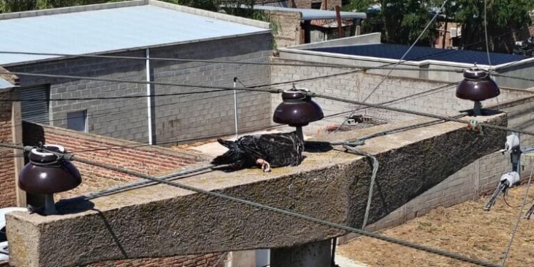 Corte de energía que afectó a Tornquist y la zona rural de Tres Picos y García del Rio