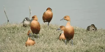 Aves paralizadas y estampidas de lobos marinos: los impactos de la pirotecnia en animales