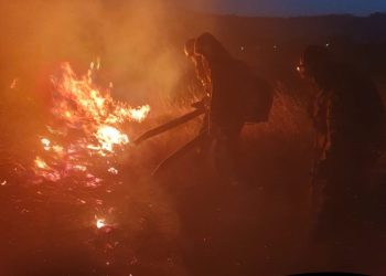 Intensa actividad de los Bomberos de Tornquist: Incendio rural y rescate animal